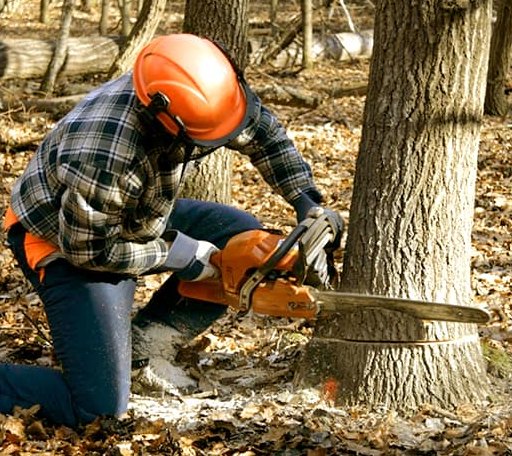 Tree Removal in Harvey, ND